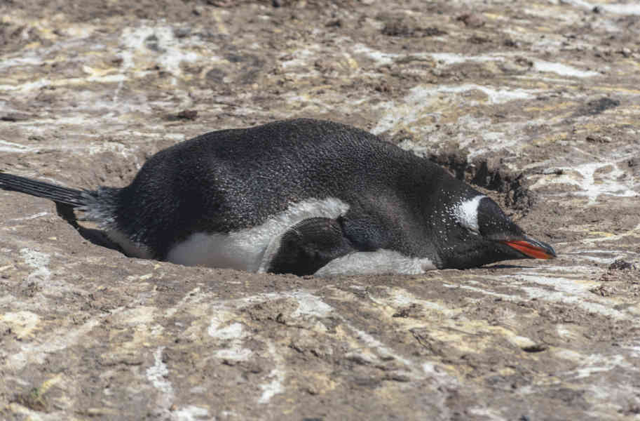 Pingüino Papua o Gentoo - islas Falkland o Malvinas 08.jpg